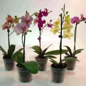 Orchidée Phalaenopsis 2 hampes