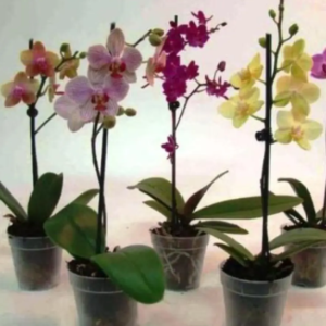 Orchidée Phalaenopsis 2 hampes V2