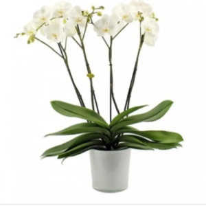 Orchidée Théatro