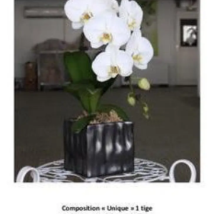 Orchidée unique 1 tige