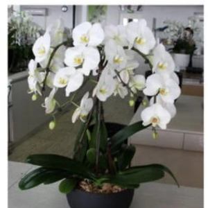 Orchidée Unnamed