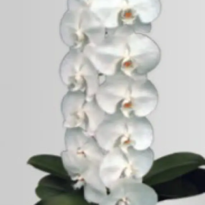 Phalaenopsis 1 tige cascade avec cache pot