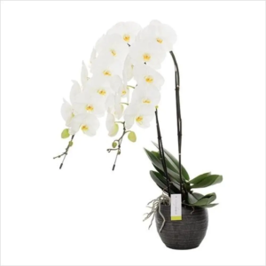 Phalaenopsis d'exception 2 tiges