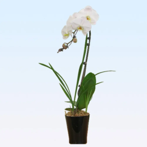 Phalaenopsis français façon japonaise