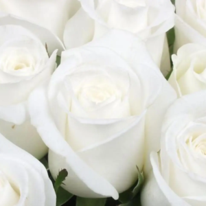 Roses Blanches 60cm