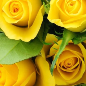 Roses Jaunes 40cm