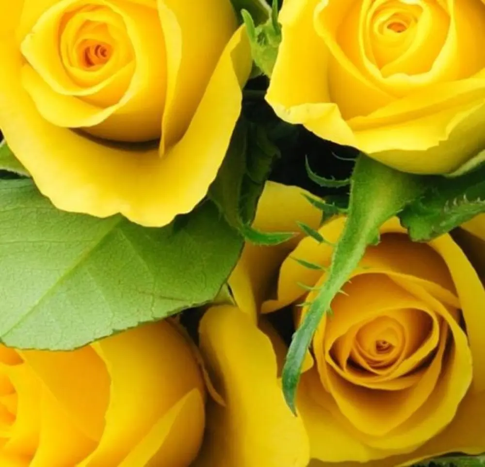 Roses Jaunes 40cm