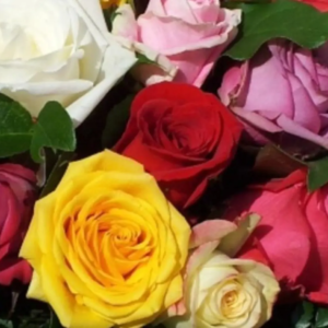 Roses Multicolores 60cm