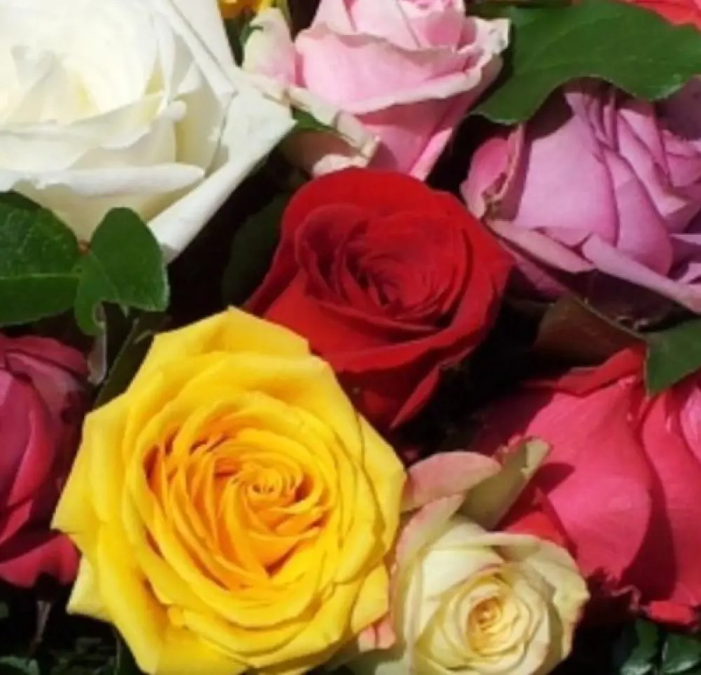 Roses Multicolores 60cm
