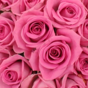 Roses Roses 80cm