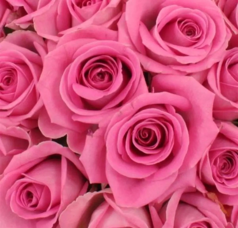 Roses Roses 80cm