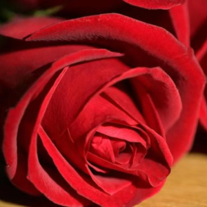 Roses Rouges 80cm