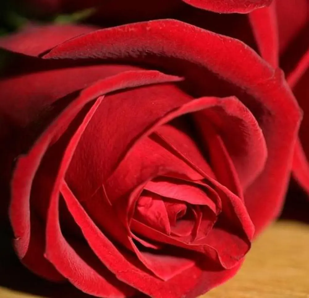 Roses Rouges 80cm