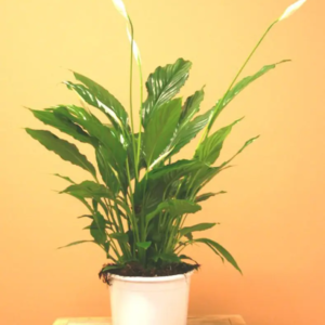 Spathiphyllum