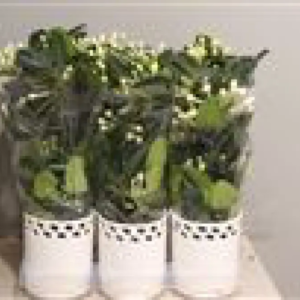 stephanotis-la-comedie-des-fleurs-epinal