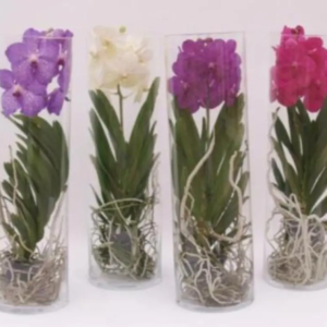 Vanda