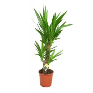 YUCCA