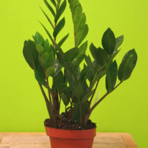 ZAMIOCULCAS