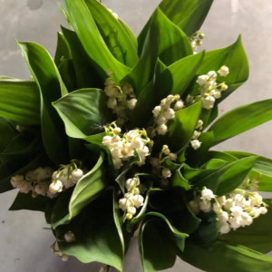 BOUQUET 15 BRINS DE MUGUET
