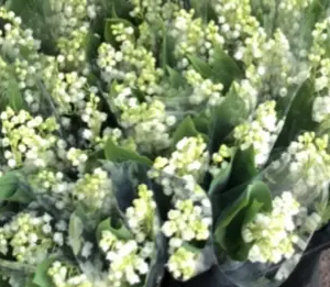 BOUQUET 30 BRINS DE MUGUET (production française)