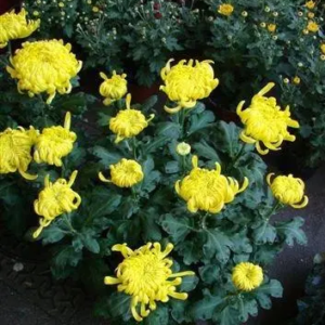 CHRYSANTHEME GROSSES TETES