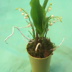 MUGUET RACINE AVEC CACHE-POT DECORATION PRINTEMPS