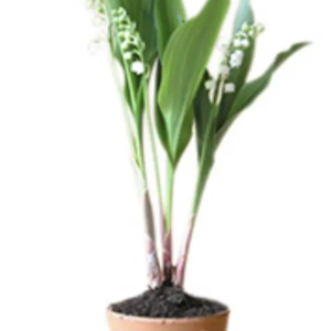 POT MUGUET 3 BRINS (sans cache pot)