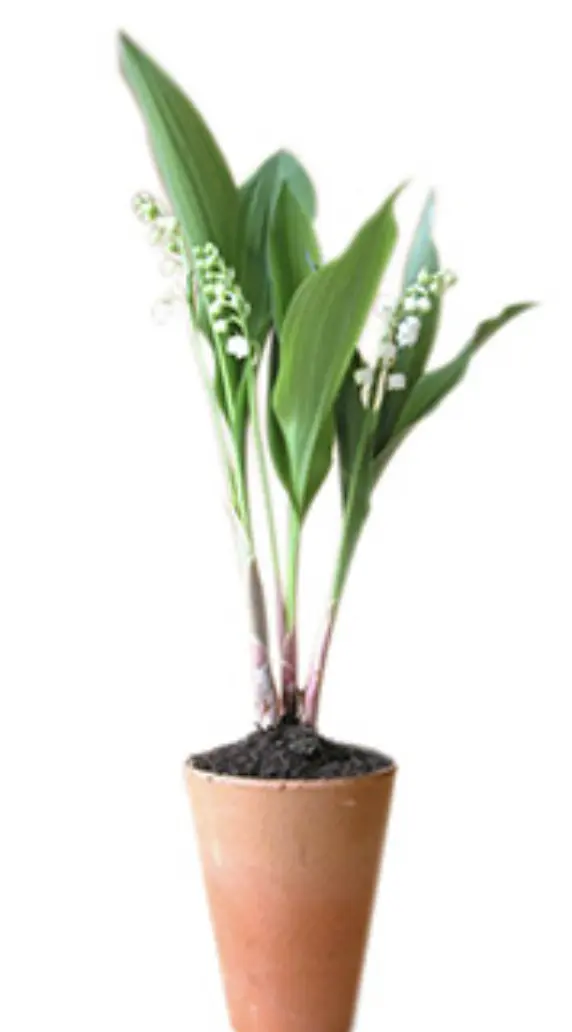POT MUGUET 3 BRINS (sans cache pot)