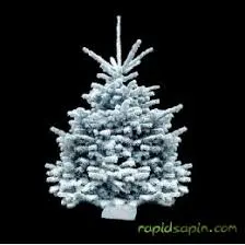 SAPIN NORDMAN FLOQUE BLANC 170cm