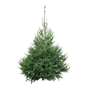 SAPIN NORDMANN 140cm